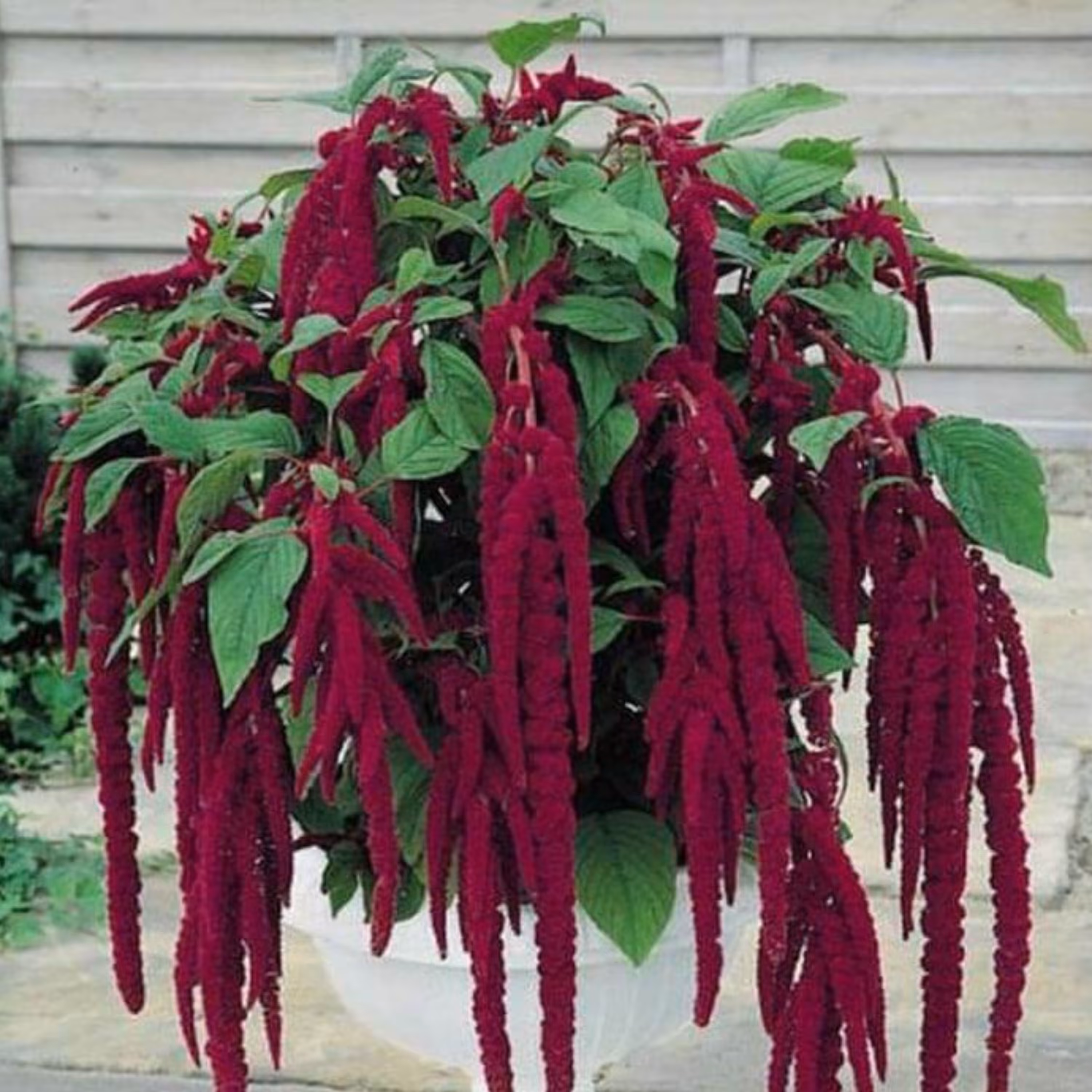 بذر گل بستان افروز سرخ بسته 50 عددی