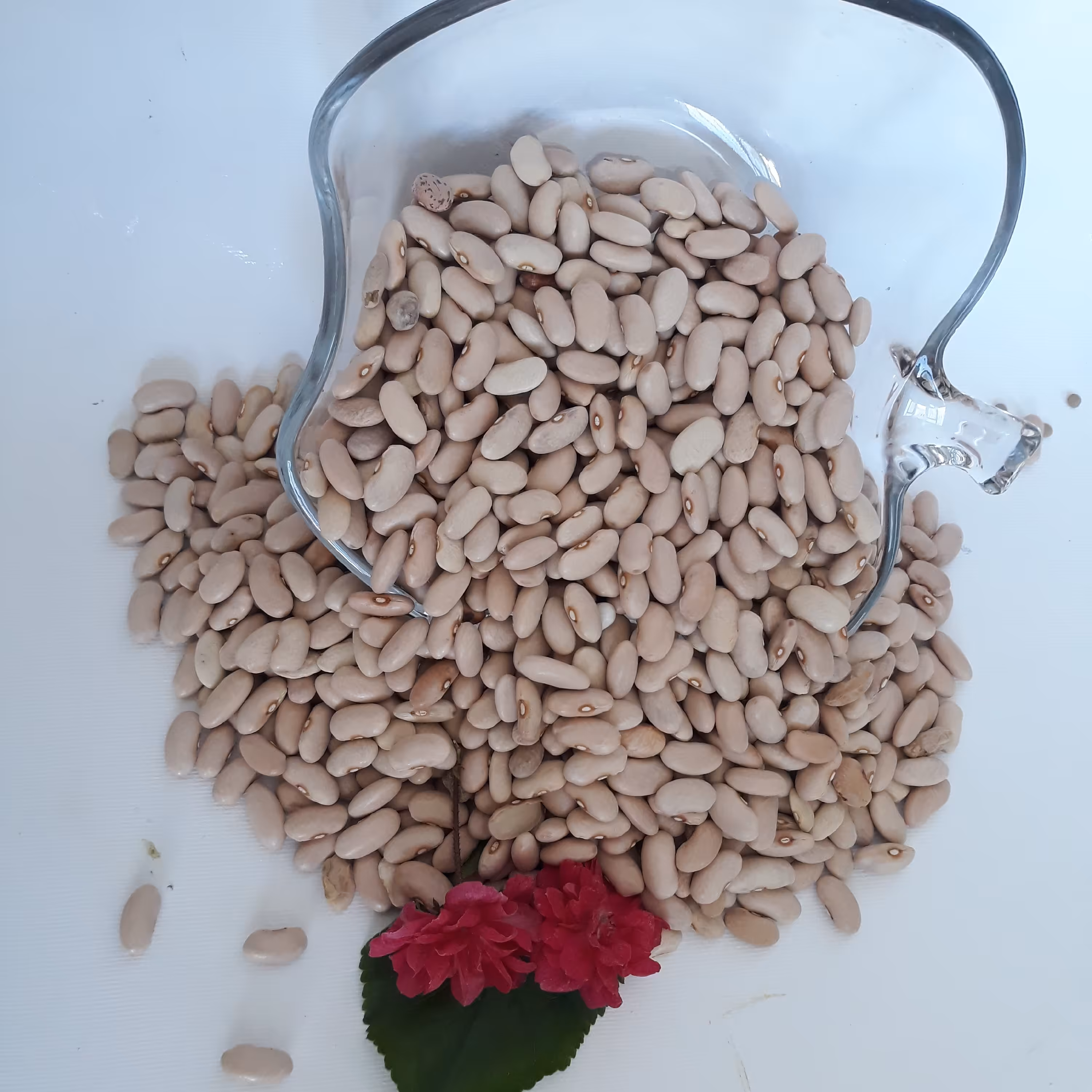 لوبیا کرم (کشاورزی)امساله(9.5کیلو گرم)