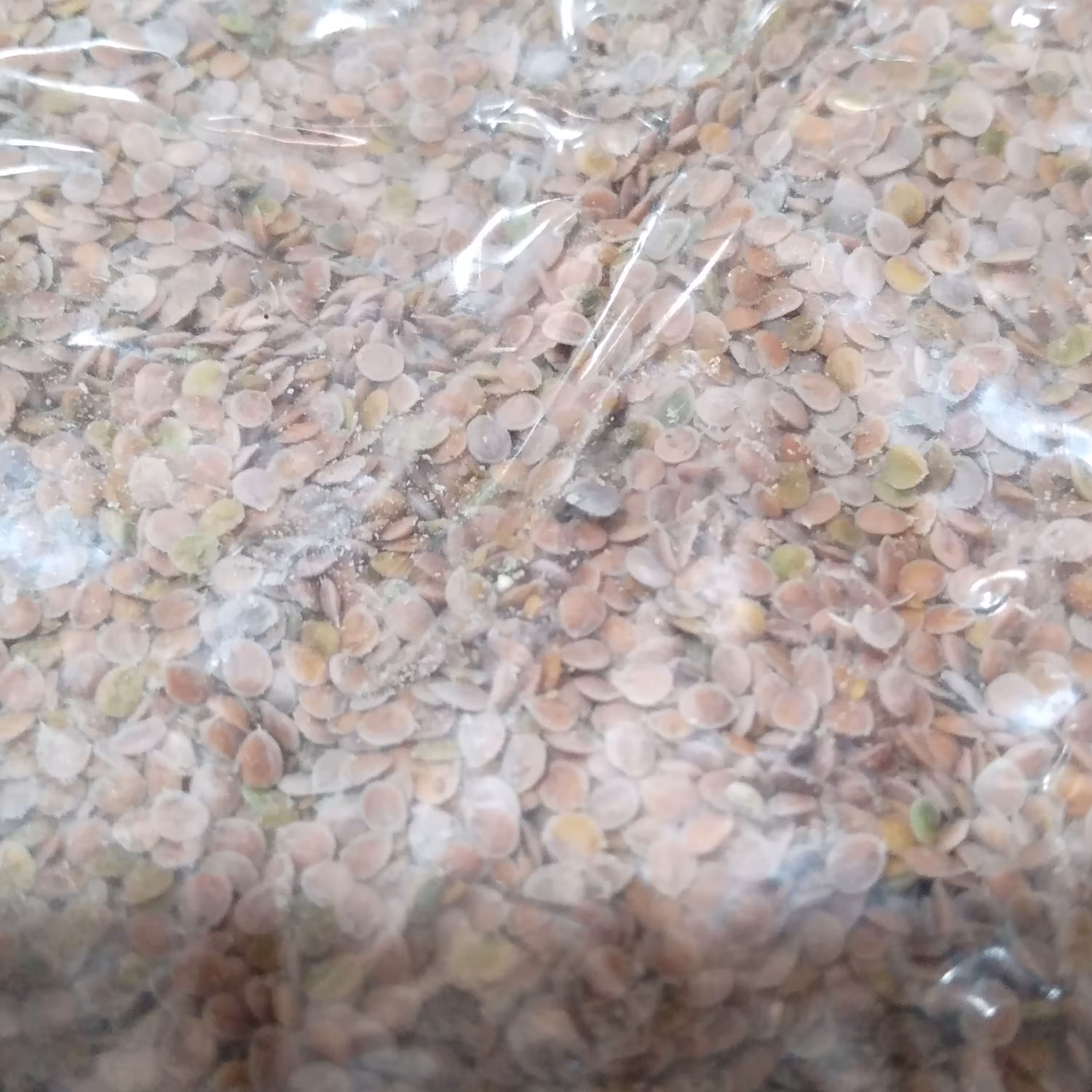 قدومه شیرازی یا تودری