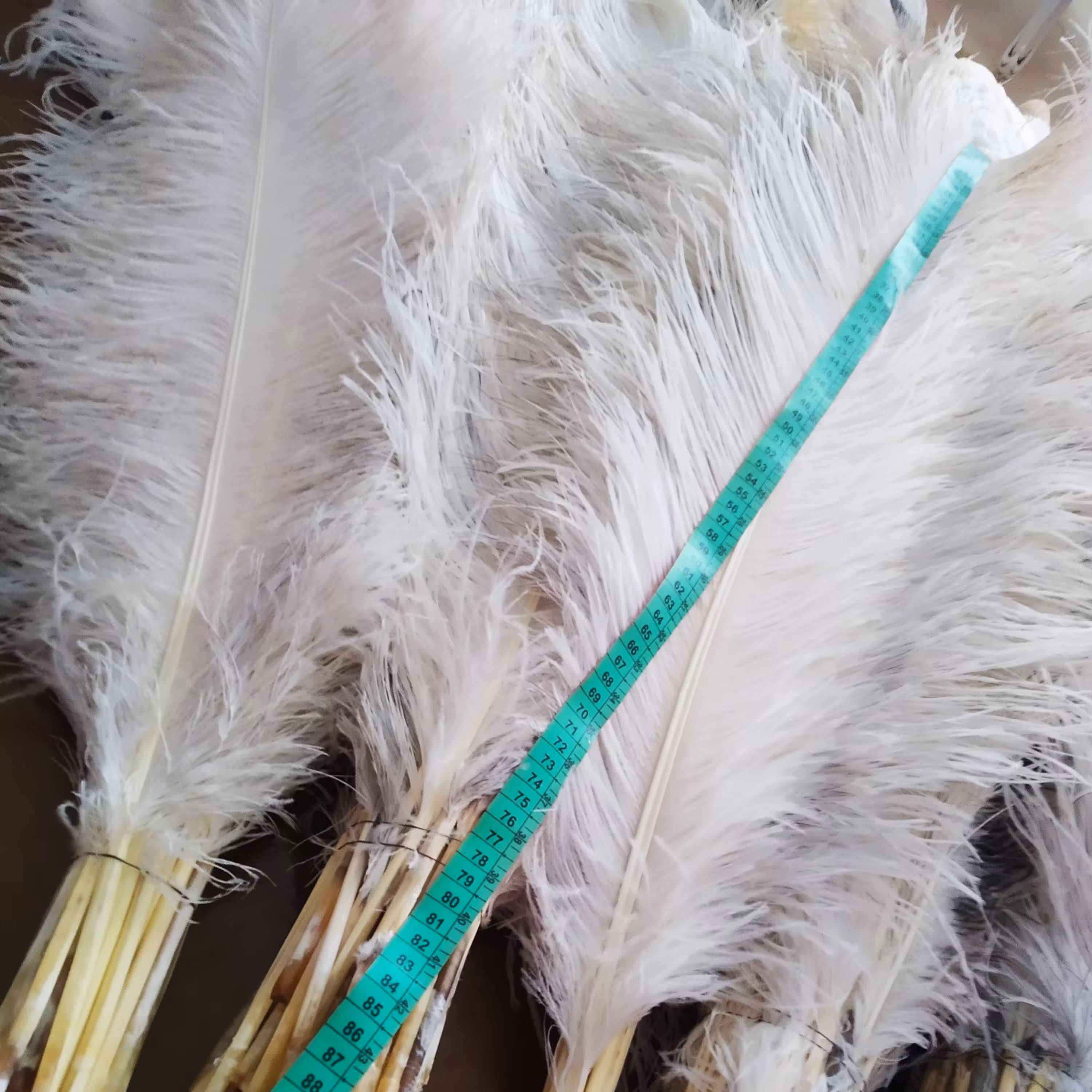 شاهپر  در جه  یک شترمرغ