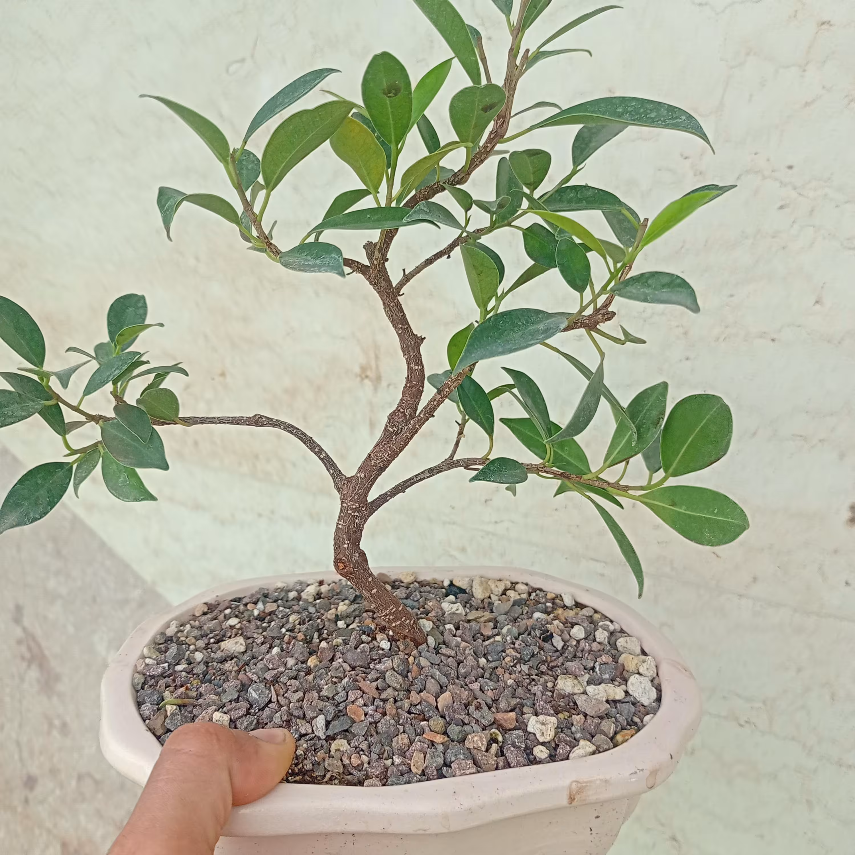 گل و گیاه بنسای بونسای درختچه فیکوس رتوزا