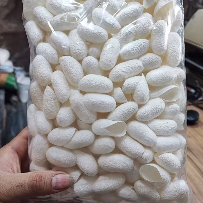 پیله ابریشم  اصلی درجه یک بسته 250 تایی  عمده 