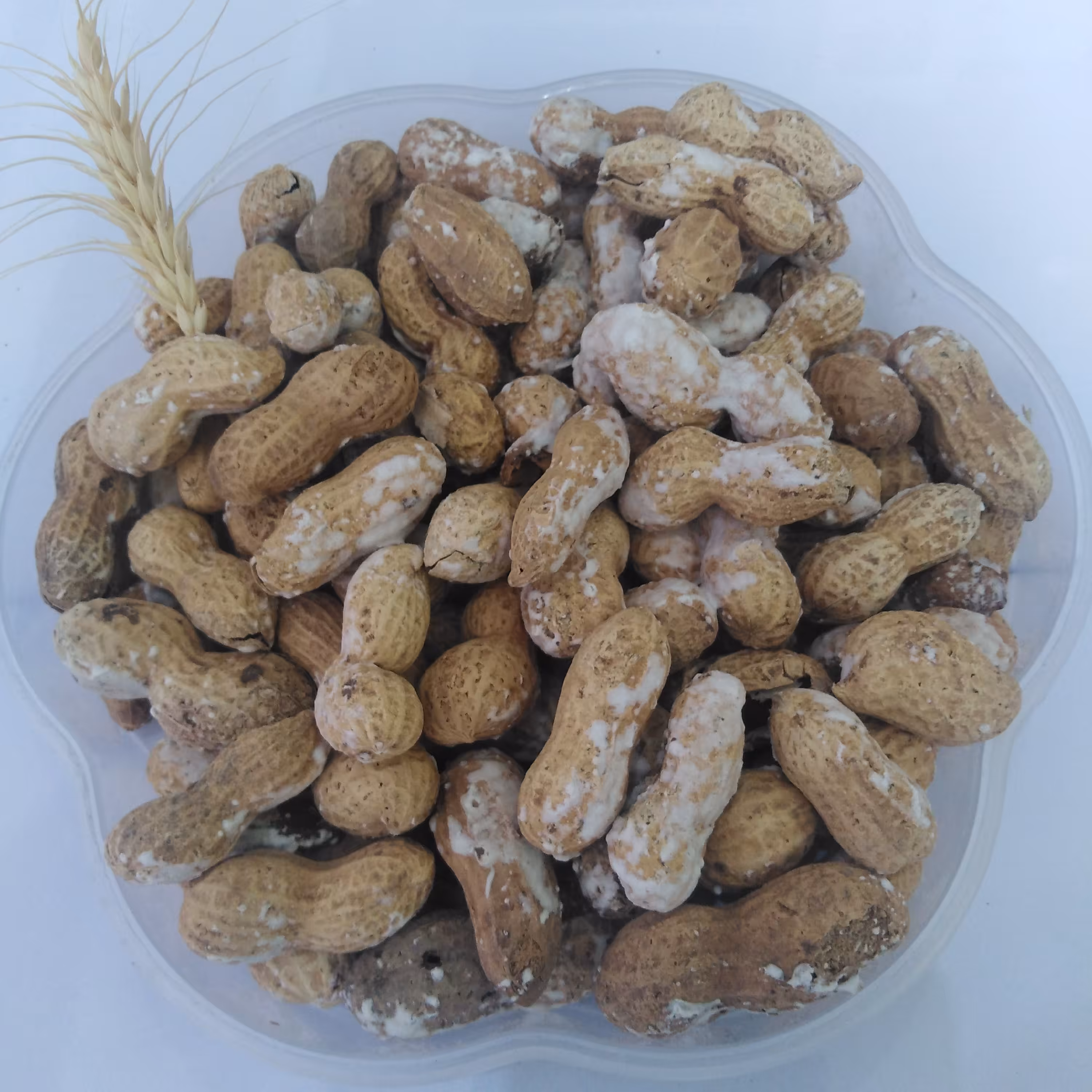 بادام زمینی غلاف دار شور درجه 1 تضمین کیفیت