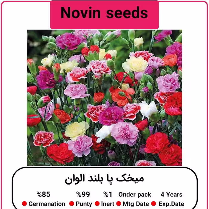 بذر گل میخک پا بلند الوان
