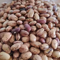 لوبیا چیتی یک کیلو-تهران