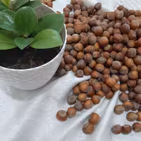 فندق پوست کنده تازه اشکور  1 کیلویی