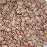 لوبیا چیتی اعلا محصول 1401 فله 30 کیلویی بسیار خوشپخت با طعم عالی 