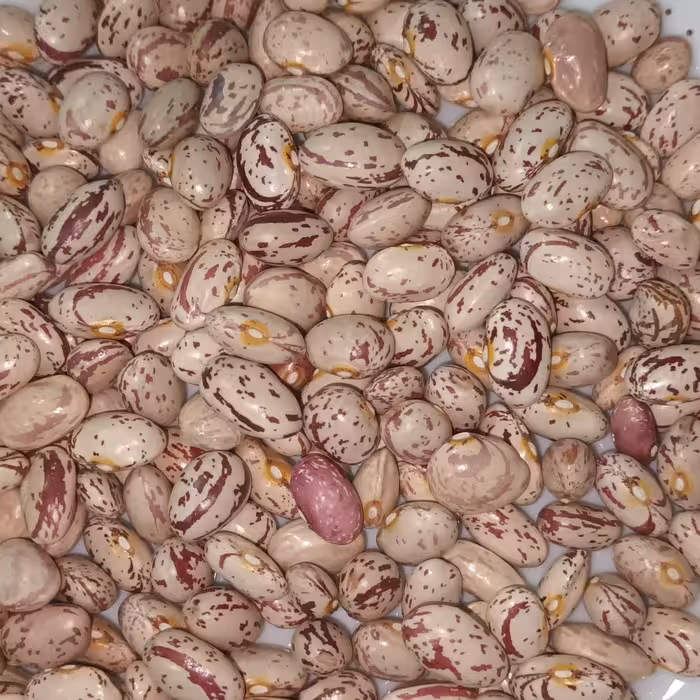 لوبیا چیتی اعلا محصول 1401 فله 30 کیلویی بسیار خوشپخت با طعم عالی 