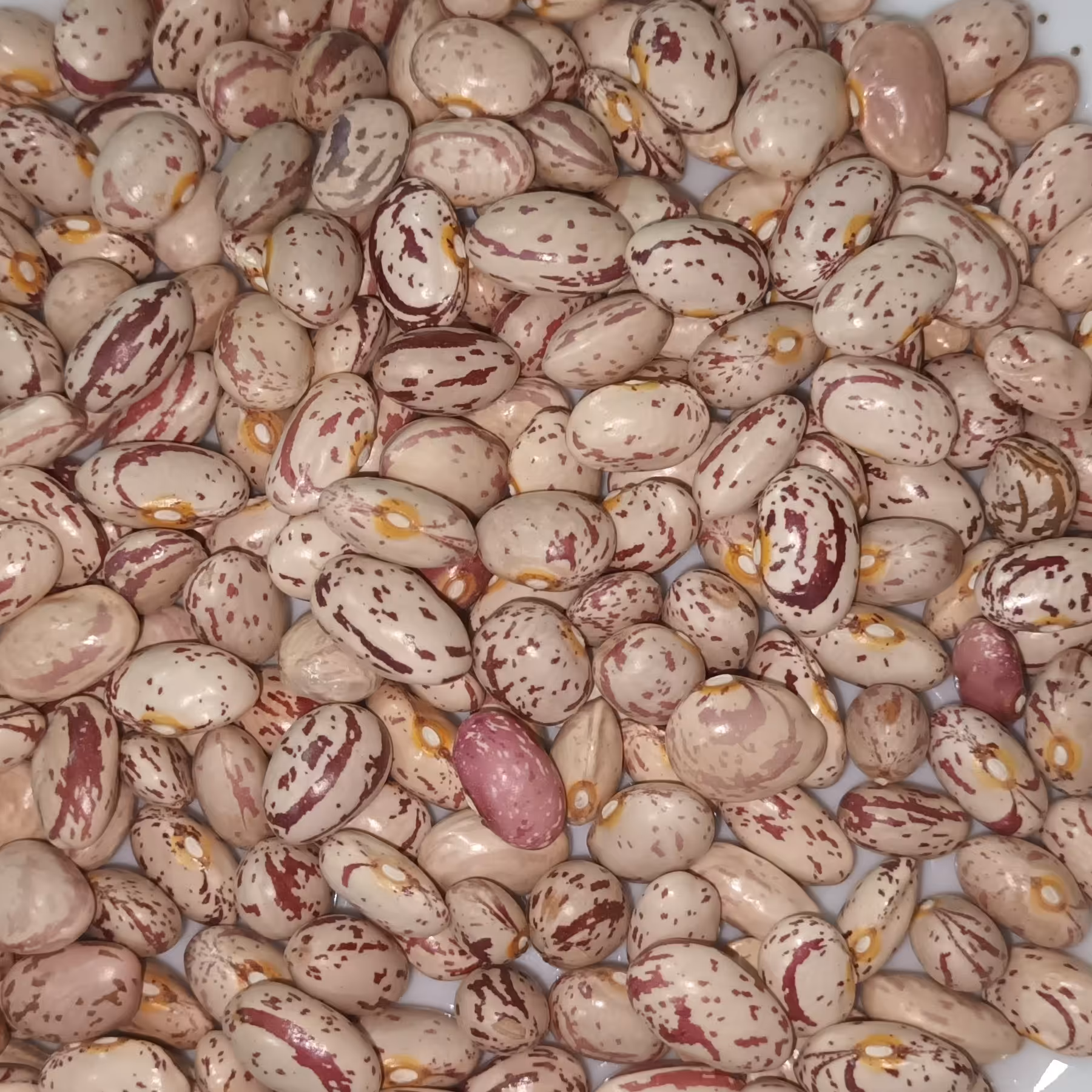 لوبیا چیتی اعلا محصول 1401 فله 30 کیلویی بسیار خوشپخت با طعم عالی 