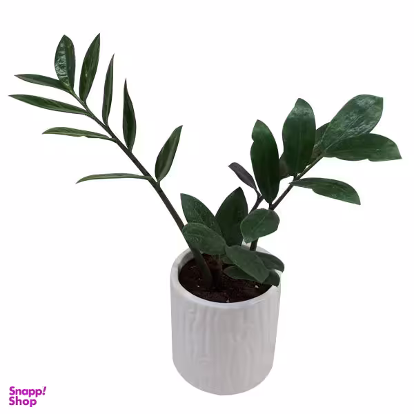 گیاه طبیعی زاموفیلیا کد S - M02