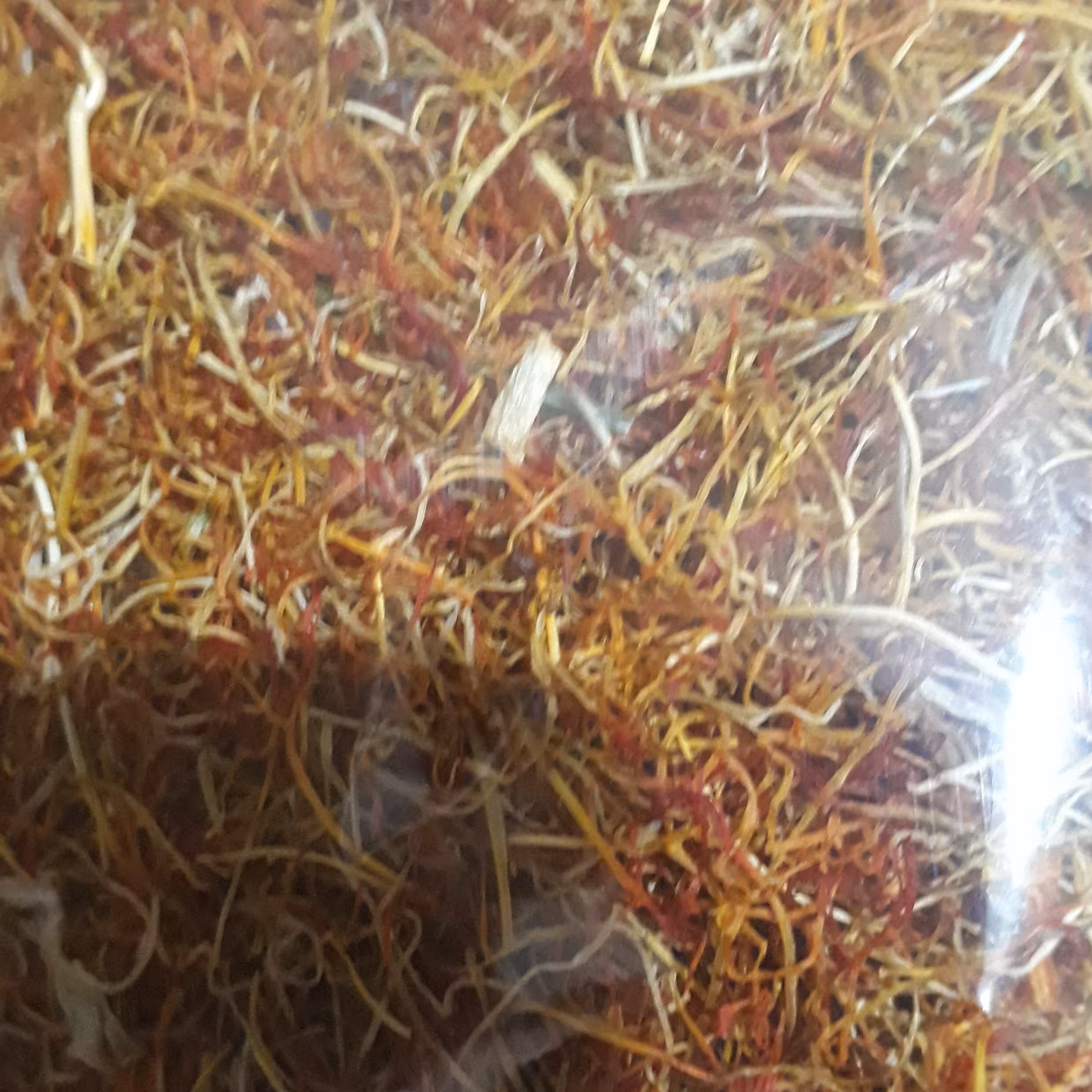 ریشه زعفران امسالی ارگانیک و تمیز