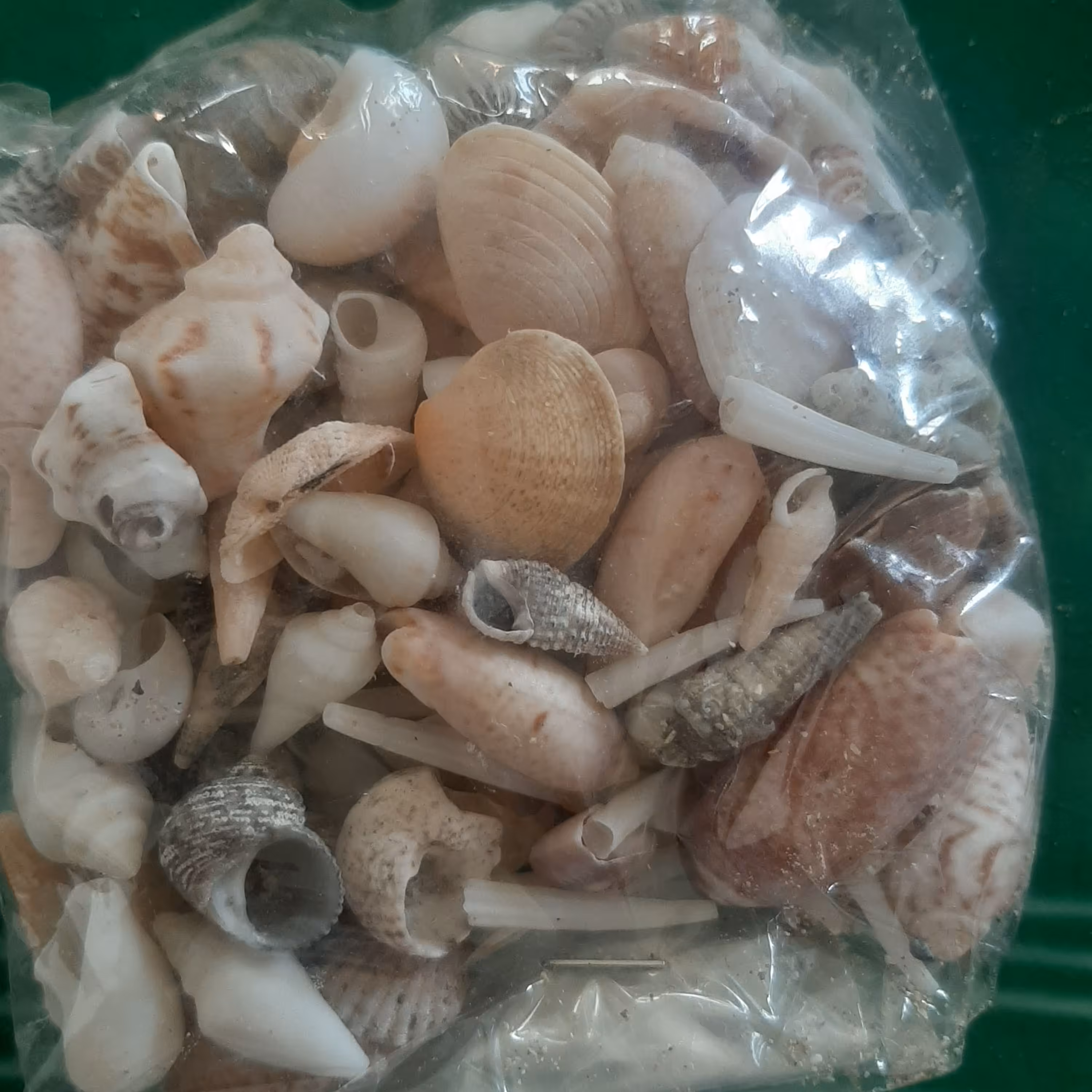 صدف ریز میکس 100 گرم .اندازه آن کمتر از 2 سانتیمتر جمع آوری شده از ساحل دریا