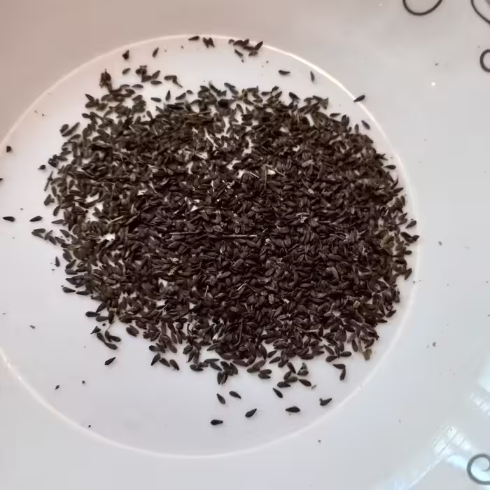 بذر کاهو محلی سالم دوپیمانه.دوبرابر تصویر