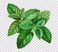 عکس PNG برگ نعنا | گرافیک با طعم تربچه