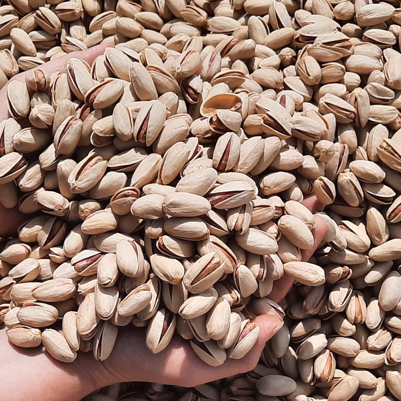 پسته اکبری  درجه یک با عیار بالا