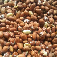 بادام زمینی شور نسبتا ریز خارجی (10 کیلو)