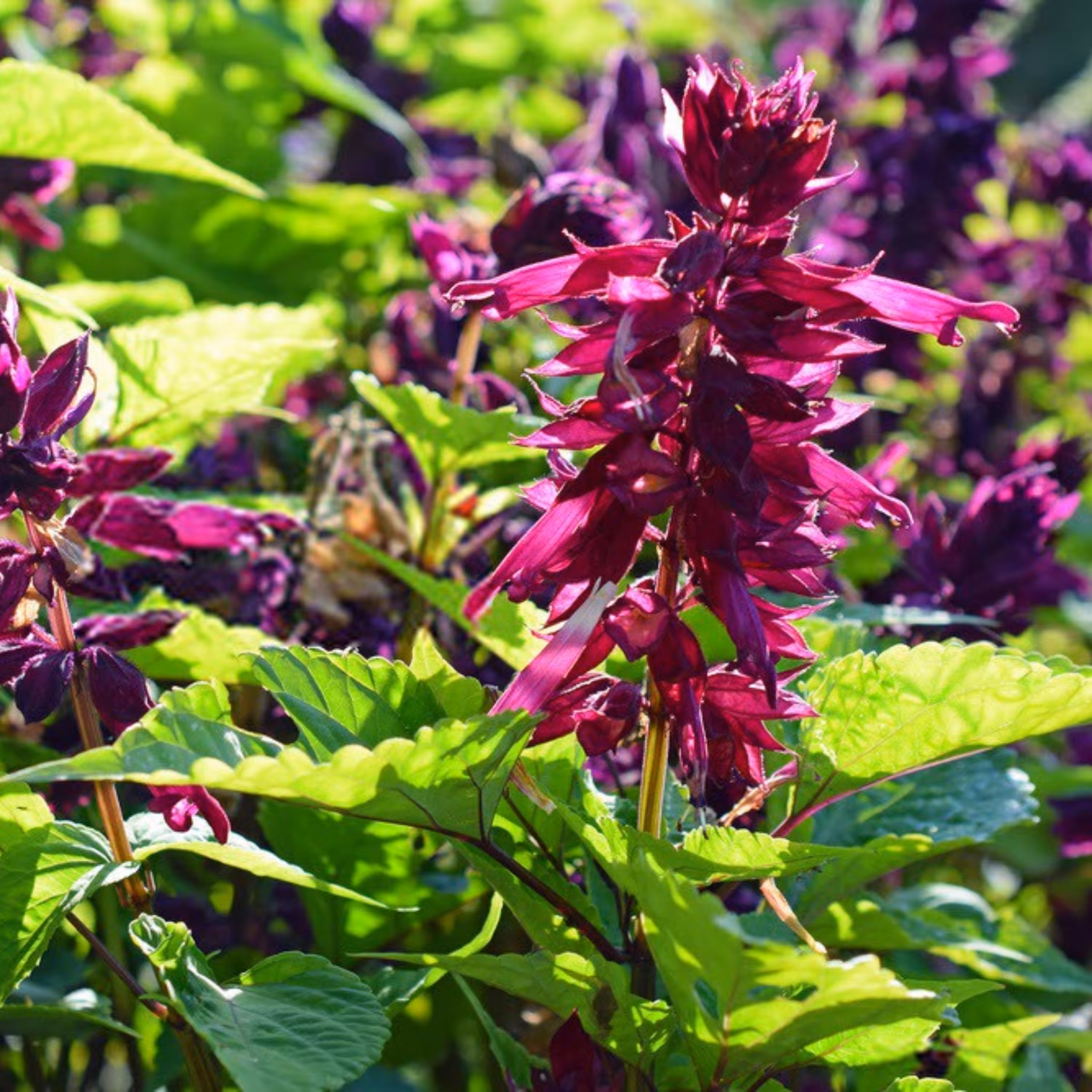 بذر گل سلوی (مریم گلی) پا بلند بنفش