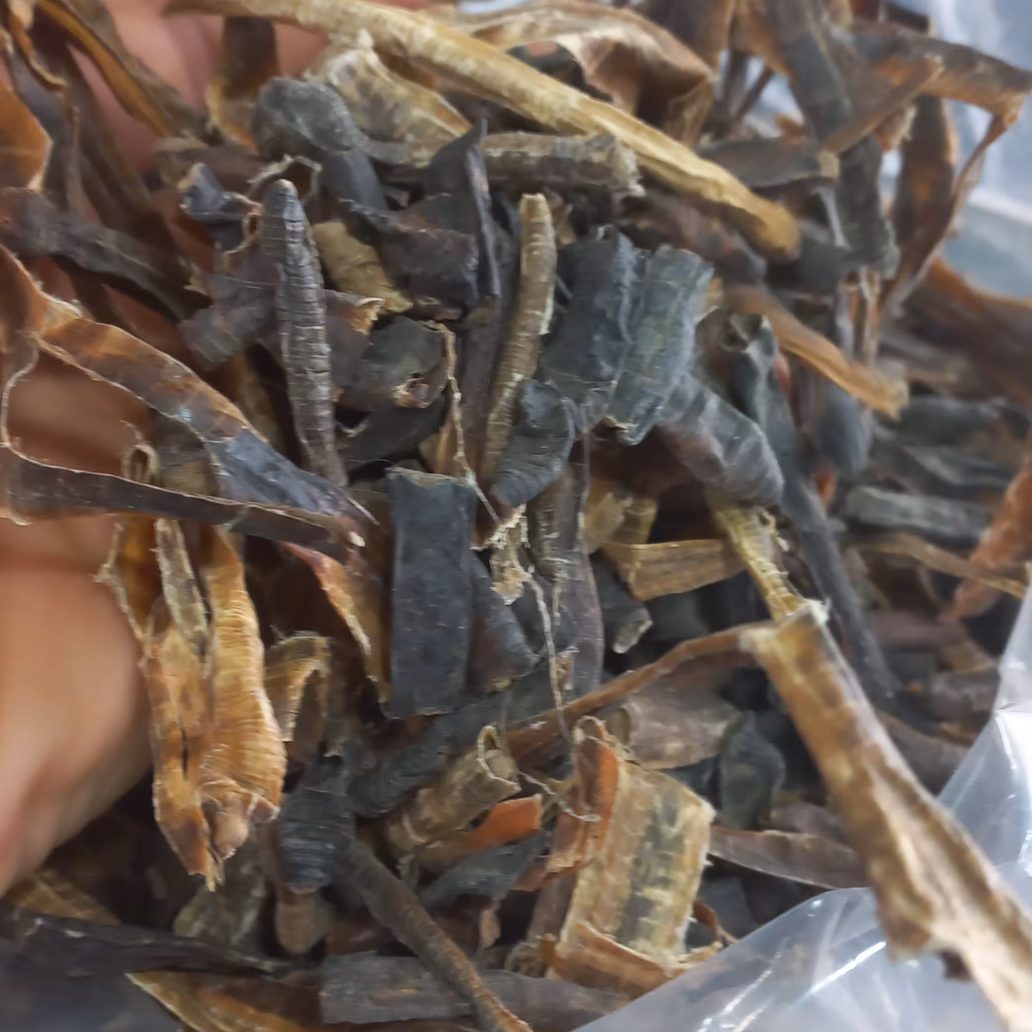 کرم خراطین پاکستانی