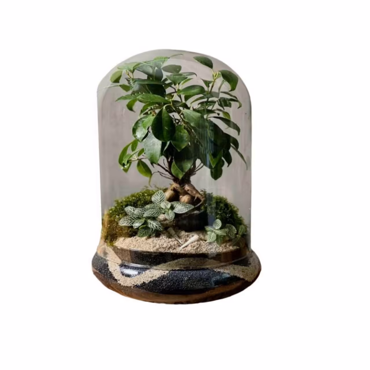 تراوریوم زیبا یک