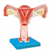 مولاژ رحم سالم اندازه طبیعی