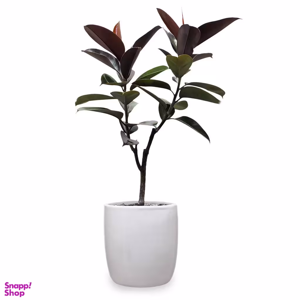 گلدان فیکوس الاستیکا بلک دوشاخه