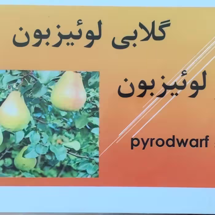 نهال گلابی لوئیزبون پایه پیرادوف(ارسال با تیپاکس یا باربری )