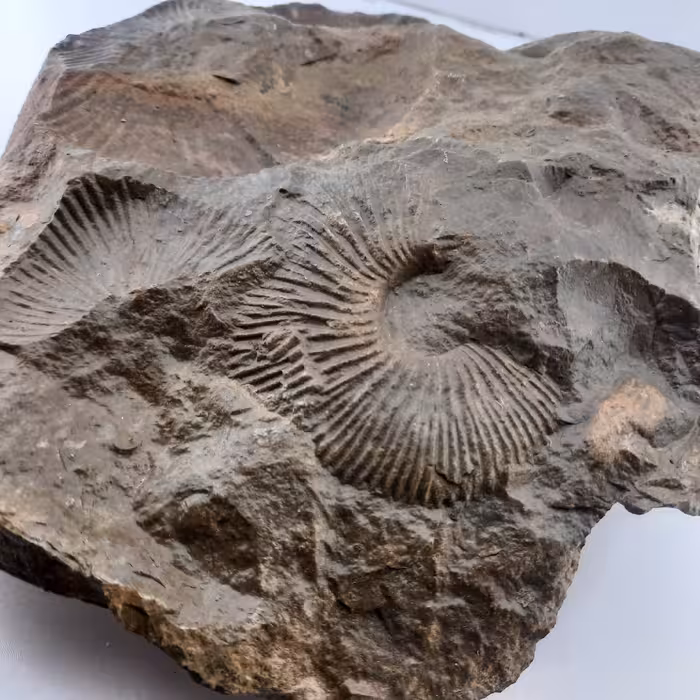 فسیل امونتیت و تریس فسیل آمونیت کد راف530 طبیعی سایز بزرگ و سنگین کلونی فسیل