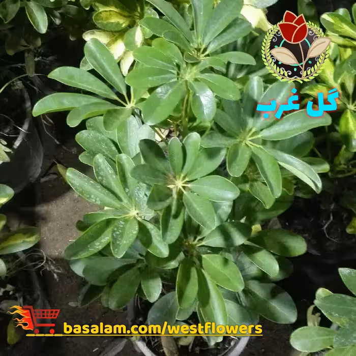 شفلرا سبز   (پس کرایه) 60 سانت