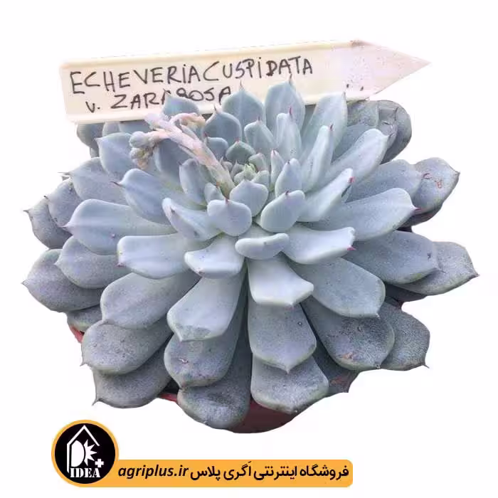 بذر ساکولنت Echeveria Cuspidata Zaragoza