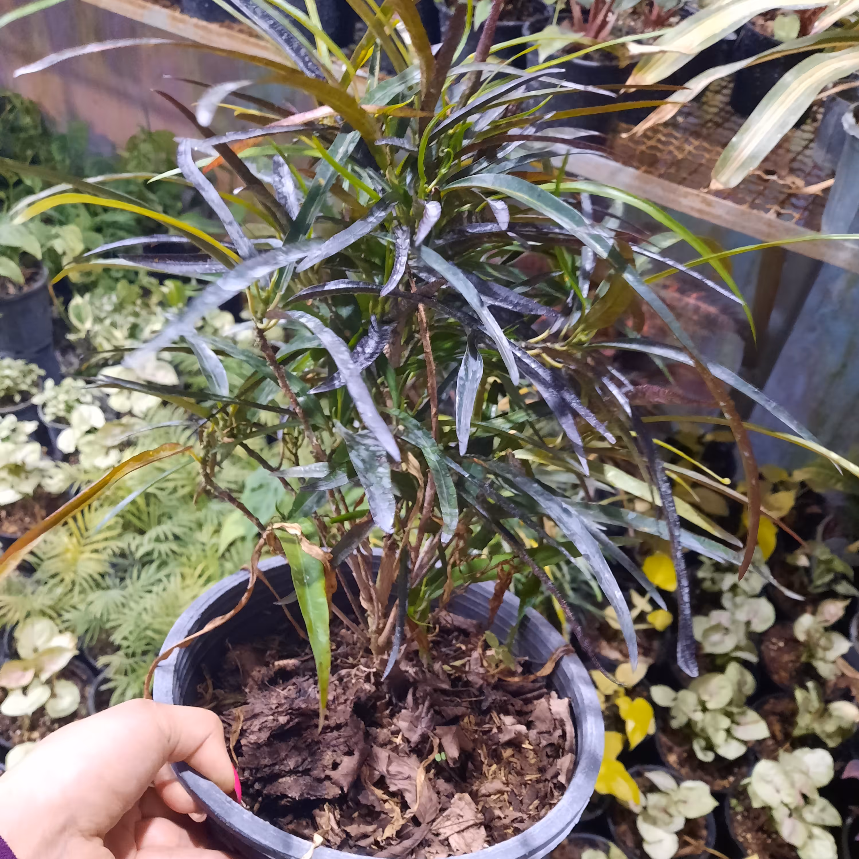 کروتون رشته ای 