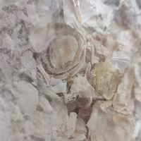 پیاز  خشک اعلا  اسلایس پیاز نیم کیلویی