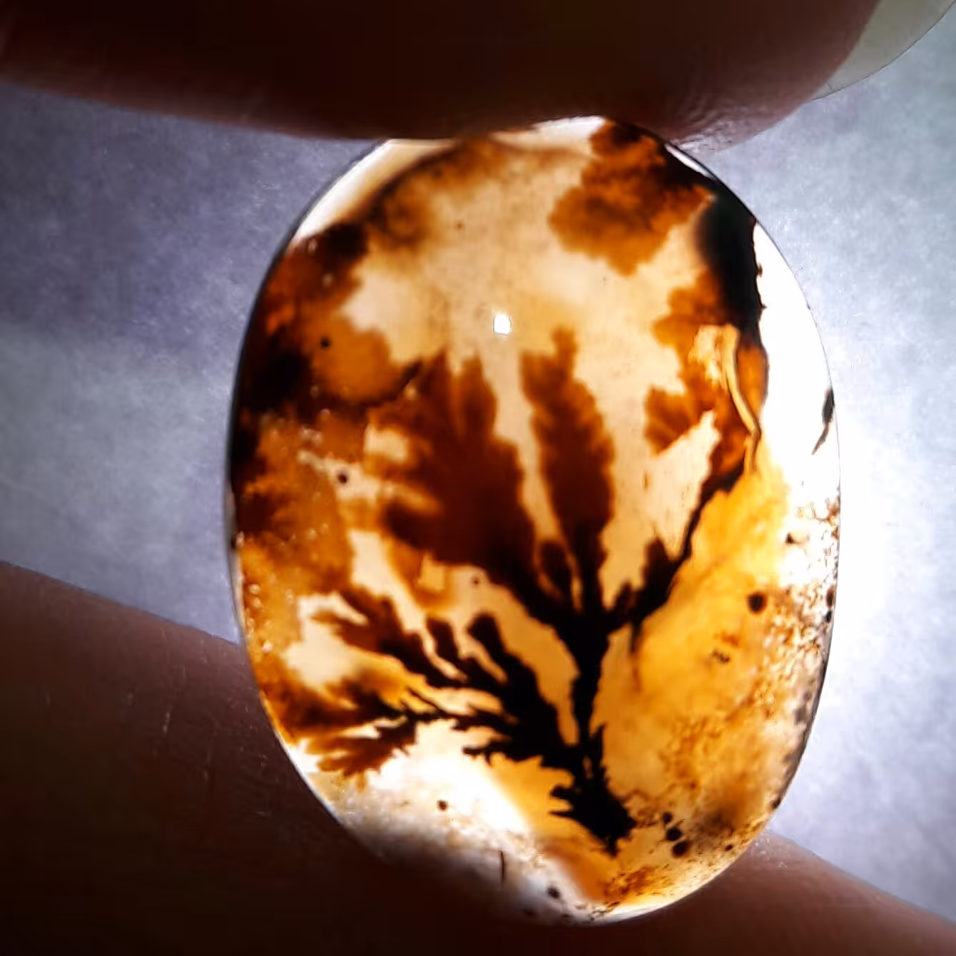 نگین شجر تک درخت  قائنات بینظیر