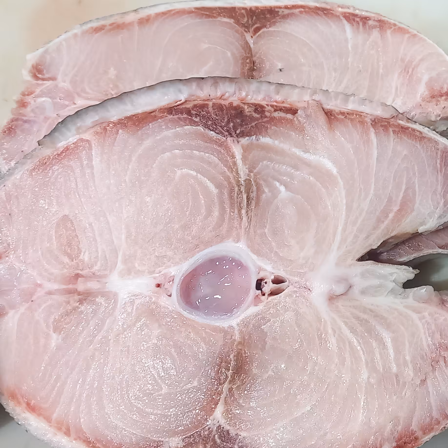 ماهی سکلا.. مخصوص کبابی. سرخ کردنی ماهی سکلا تیغ کمی داره. برا قلی مخصوص. هزینه ارسال محاسبه میگرد د