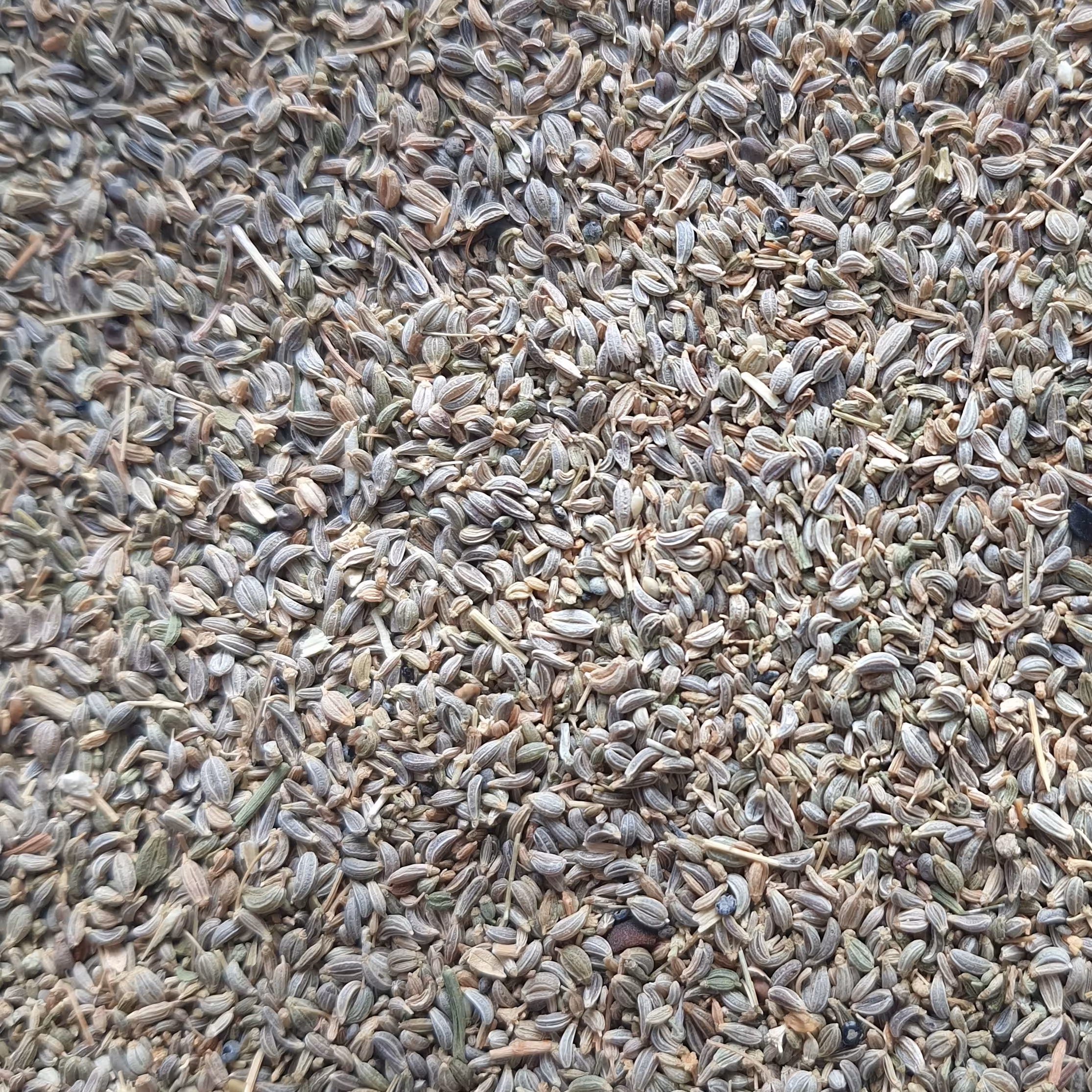 تخم جعفری 38 گرمی