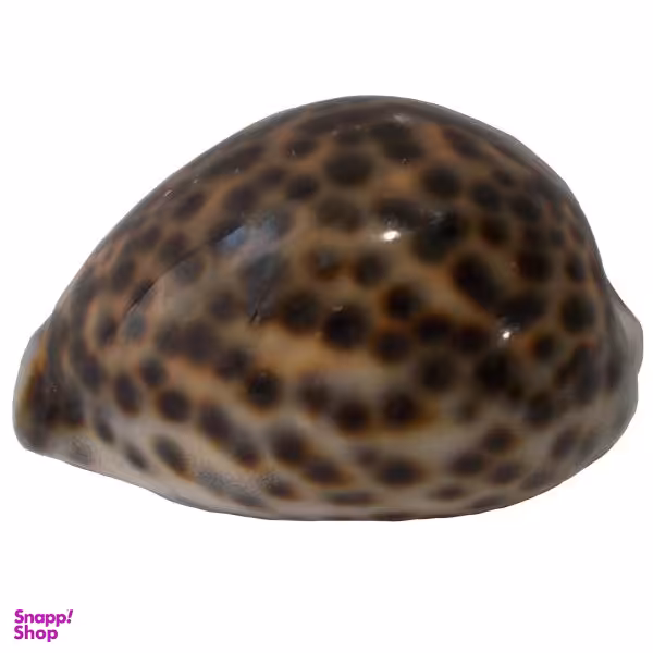 صدف تزیینی مدل RS529