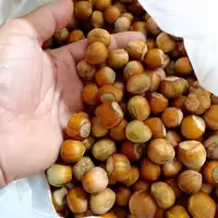 فندق تازه  اشکور امسالی ( 1 کیلویی)  