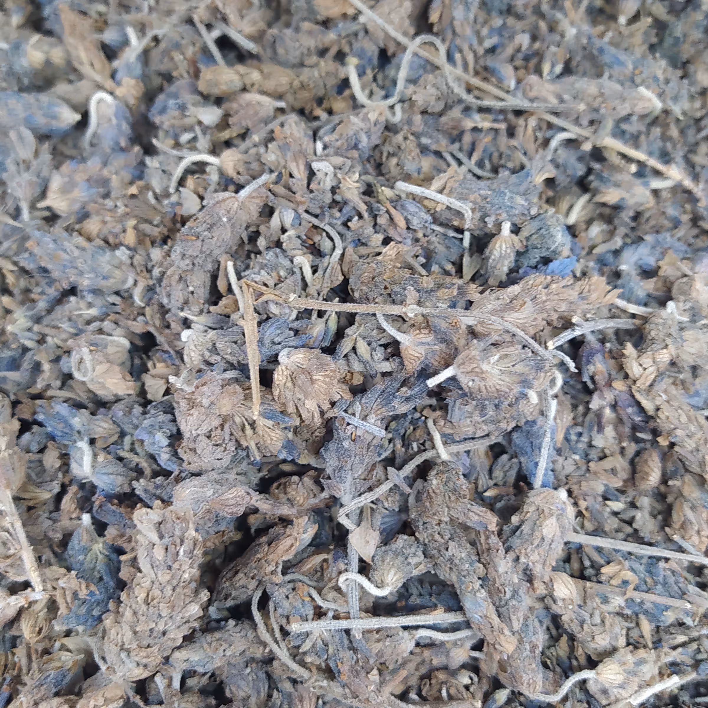 اسطوخودوس شامی(لوندر)  100 گرمی تازه و تمیز