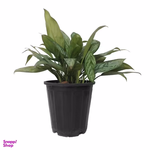 گل طبیعی اگلونما سبز کد 107