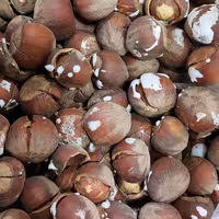 فندق نمکی  یک کیلو گرم