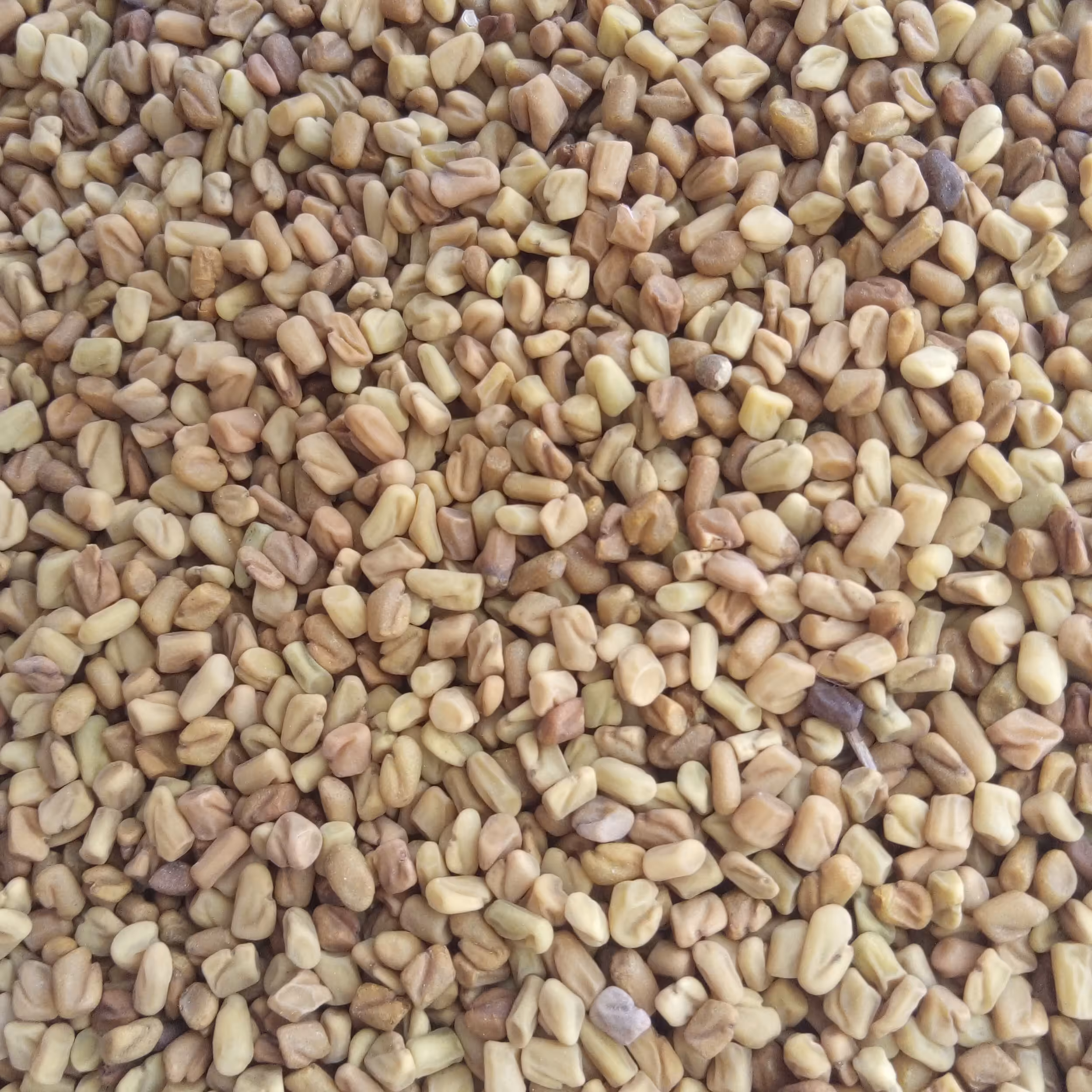 تخم شنبلیله 50 گرمی