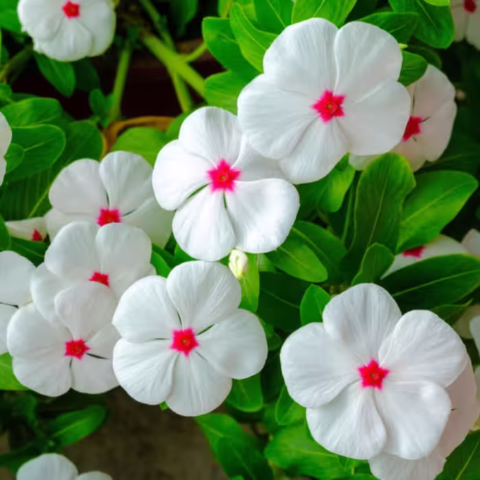 بذر گل پریوش سفید