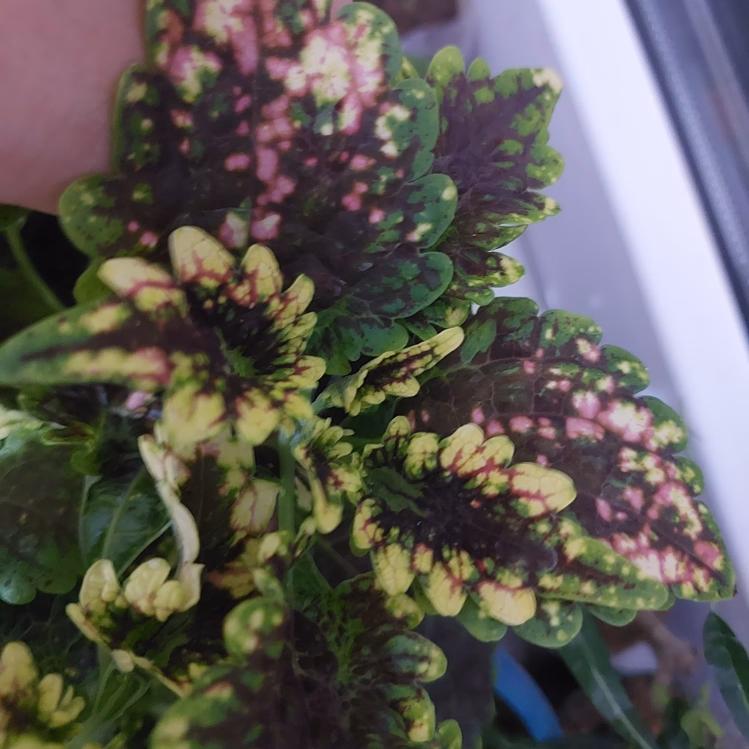 گل حسن یوسف چروک