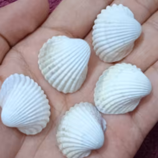  صدف طبیعی دریا 25 میلیمتری مجموعه 20 عددی