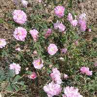 گلاب درجه دو مشکات قمصر