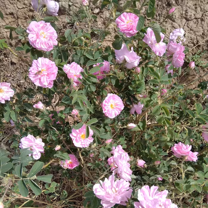 گلاب درجه دو مشکات قمصر