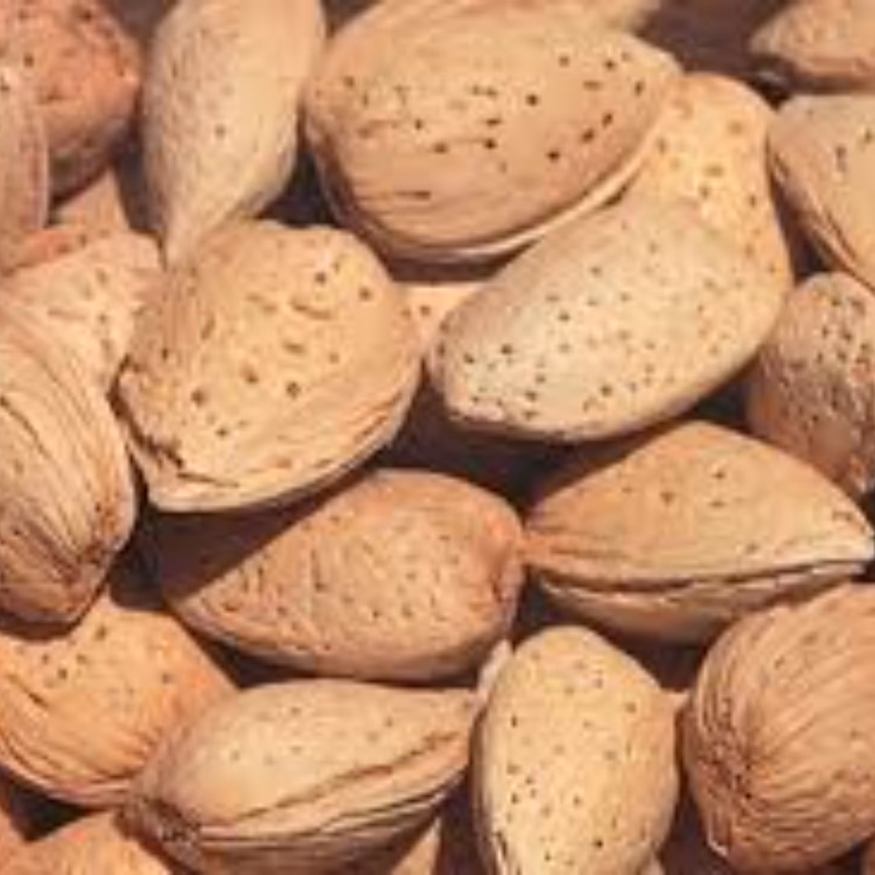 بادام طبیعی و سالم و ارزان آذر بایجان شرقی مرند