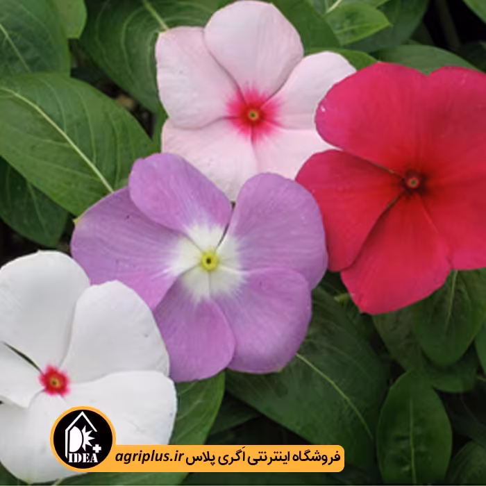 بذر گل پریوش پاکوتاه