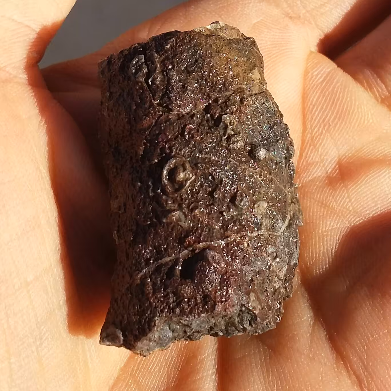 فسیل با قدمتی میلیون ساله  محشر دیدنی کاملا طبیعی بی نظییییر
کد 10084