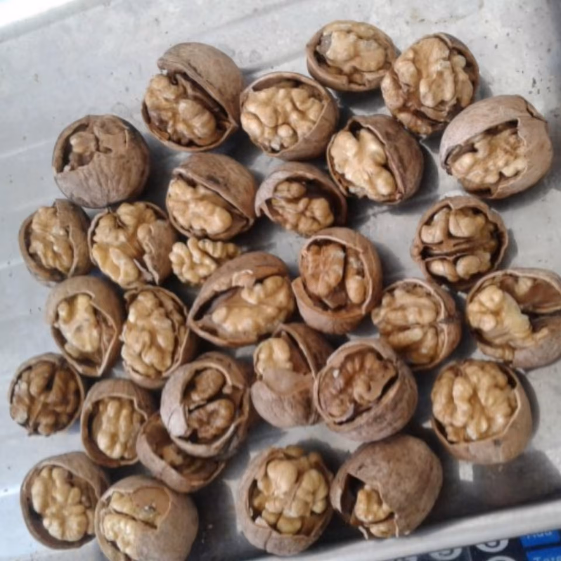 گردوی درجه یک  بدون پوکی