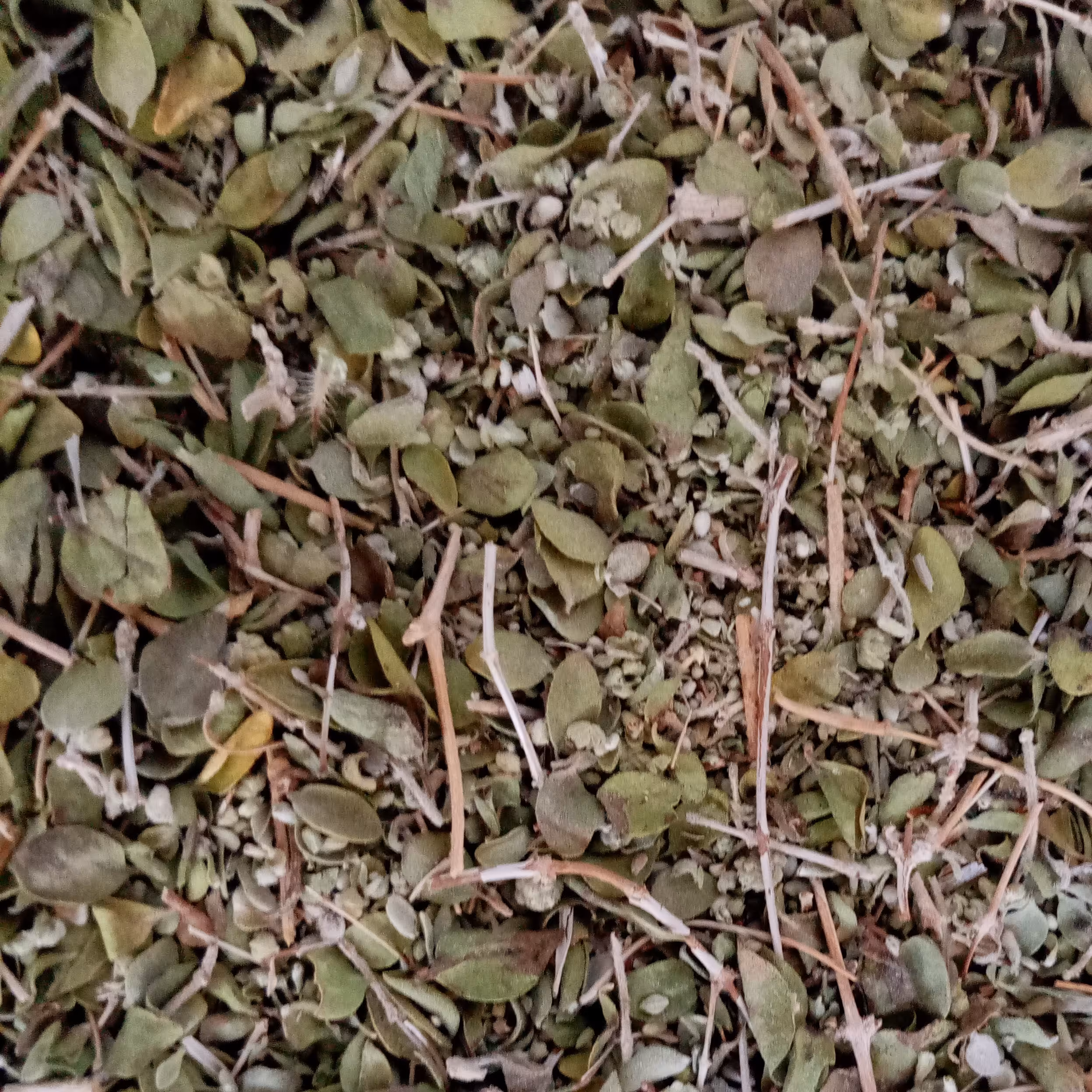 آویشن کوهی(100گرمی) 